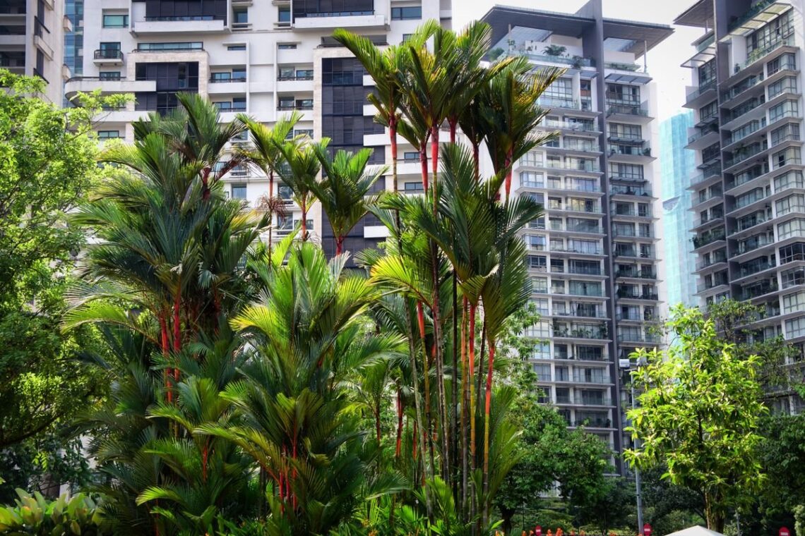 Residential high-rise towers behind red-stemmed palms and park trees