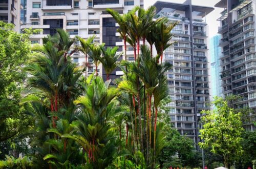 Residential high-rise towers behind red-stemmed palms and park trees